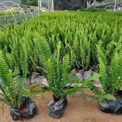 排骨草盆栽與園林綠化工程 腎蕨基地直供的優(yōu)勢