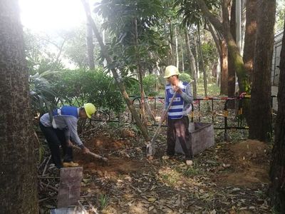 2018年9月15日“寶安大道綜合提升工程園林一標(biāo)”施工日?qǐng)?bào)