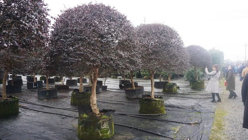 實地參觀考察 植物新品種的浙江力量與園林綠化工程