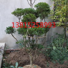 嫩江縣通達苗木綠化有限責任公司 專業苗木花卉培育與園林綠化服務