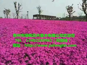 青州花卉苗木 三葉委陵菜營養(yǎng)杯苗，廠家直供助力園林綠化工程