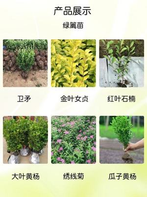 無刺構(gòu)骨 四季常綠，打造高品質(zhì)小區(qū)園林綠化造景